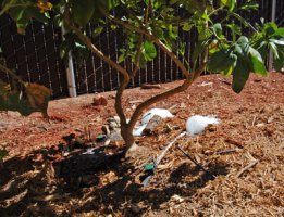 The Living Lab&amp;#039;s L2L greywater system waters our mini-orchard