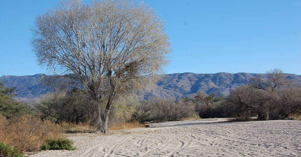 Overpumping and drought are drying up the pockets of shallow groundwater that support riparian habitat and flow in Tanque Verde.