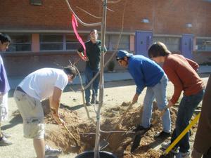 Students plant a tree at Rincon/University High School