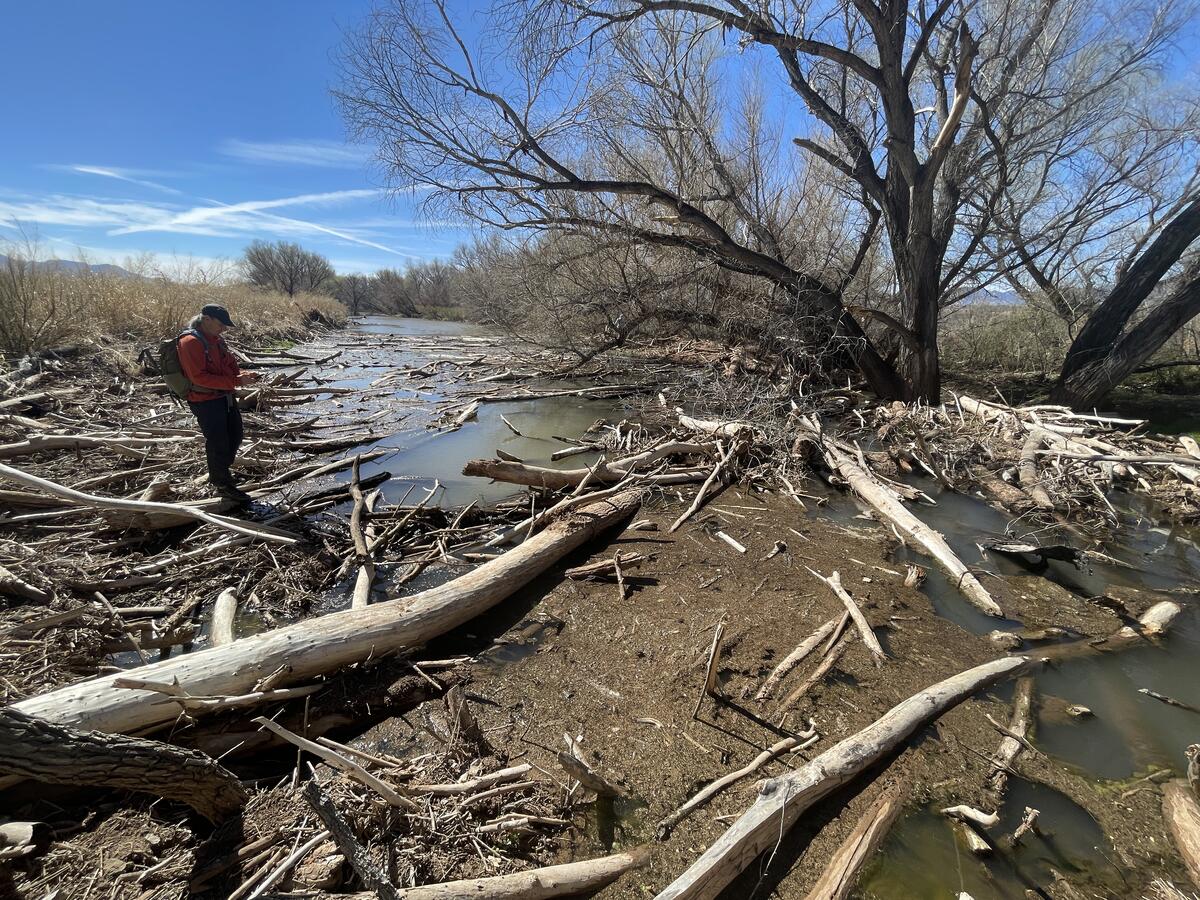 3rd Annual Binational Beaver Survey Blog Watershed Management Group   2024 Beaver Survey San Pedro River Run Network Dam 