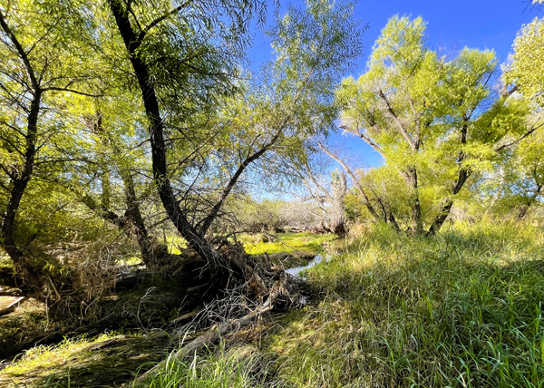 Lower Babocomari River