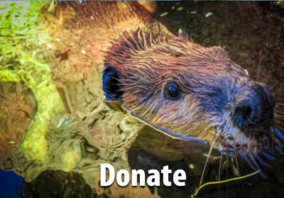 Donate to Release the Beavers!