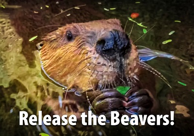 Release the Beavers!