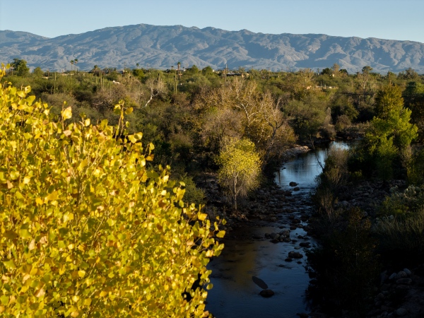 trees with golden leaves and water flowing in Sabino Canyon, as seen from above