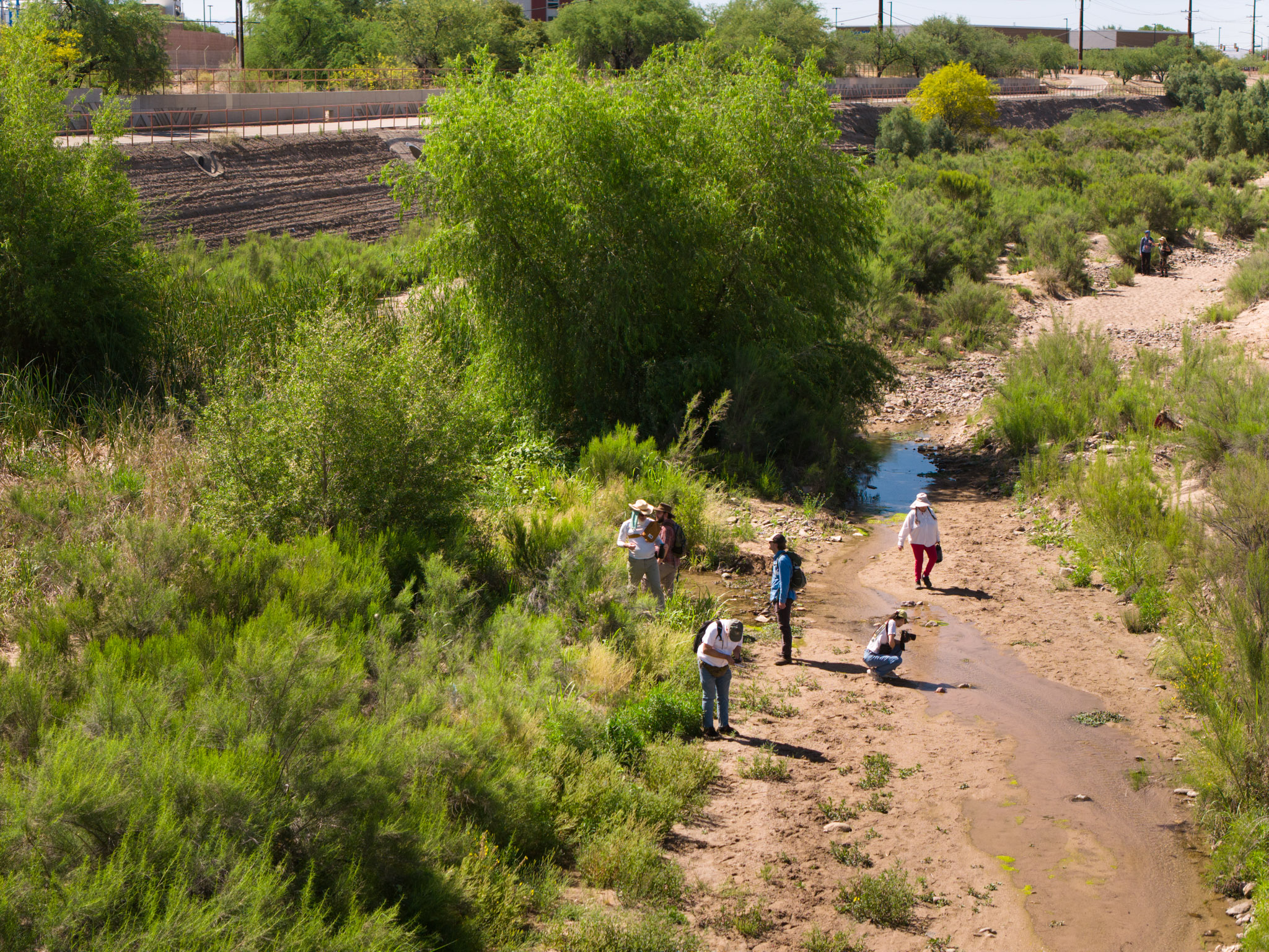a group of people walking down the Santa Cruz River creek bed and looking for native vegetation
