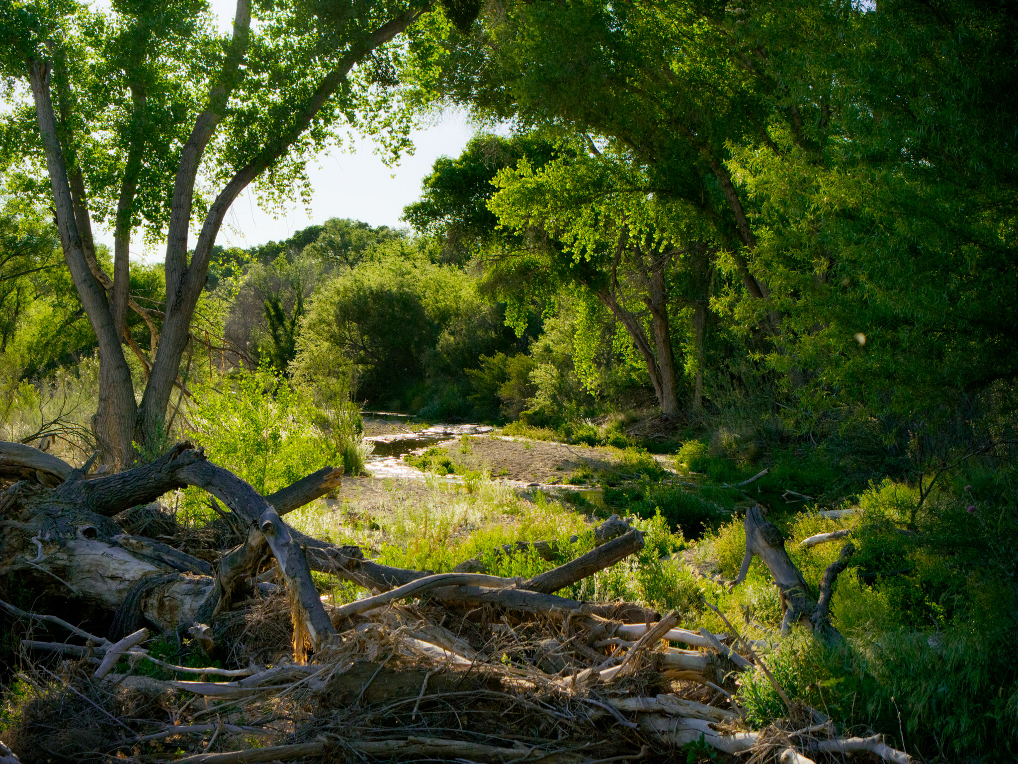 a scenic view of the Tanque Verde creek with flowing water and green riparian trees