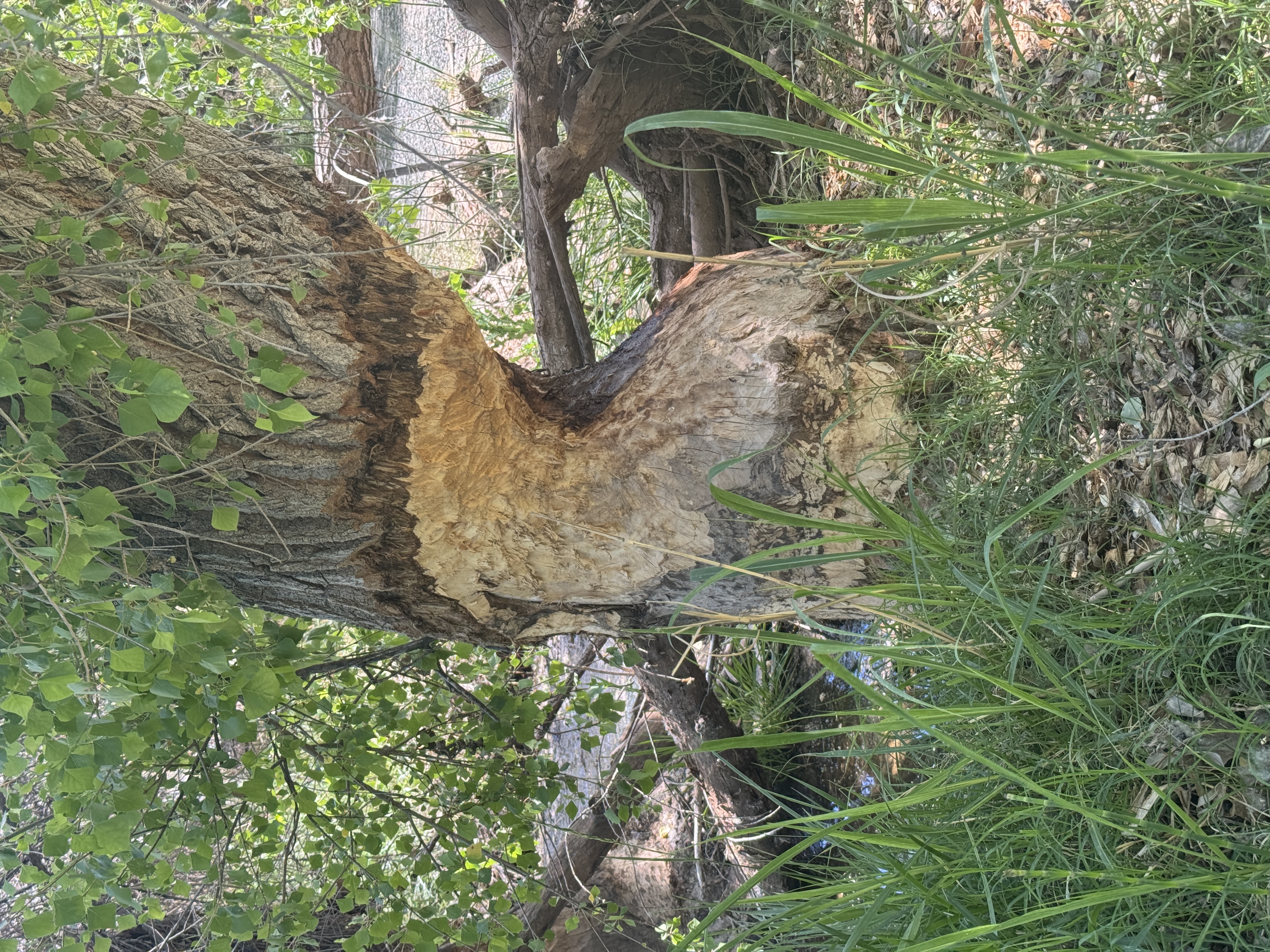 A large cottonwood tree trunk nearly chewed all the way through by beavers