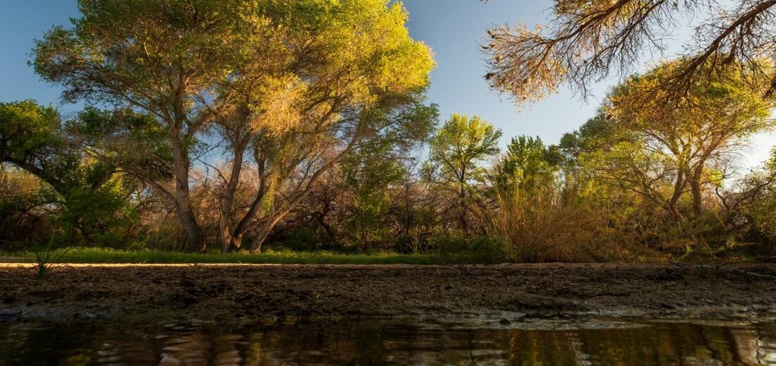 TVC Bosque 2021 Flow365 title photo.jpg