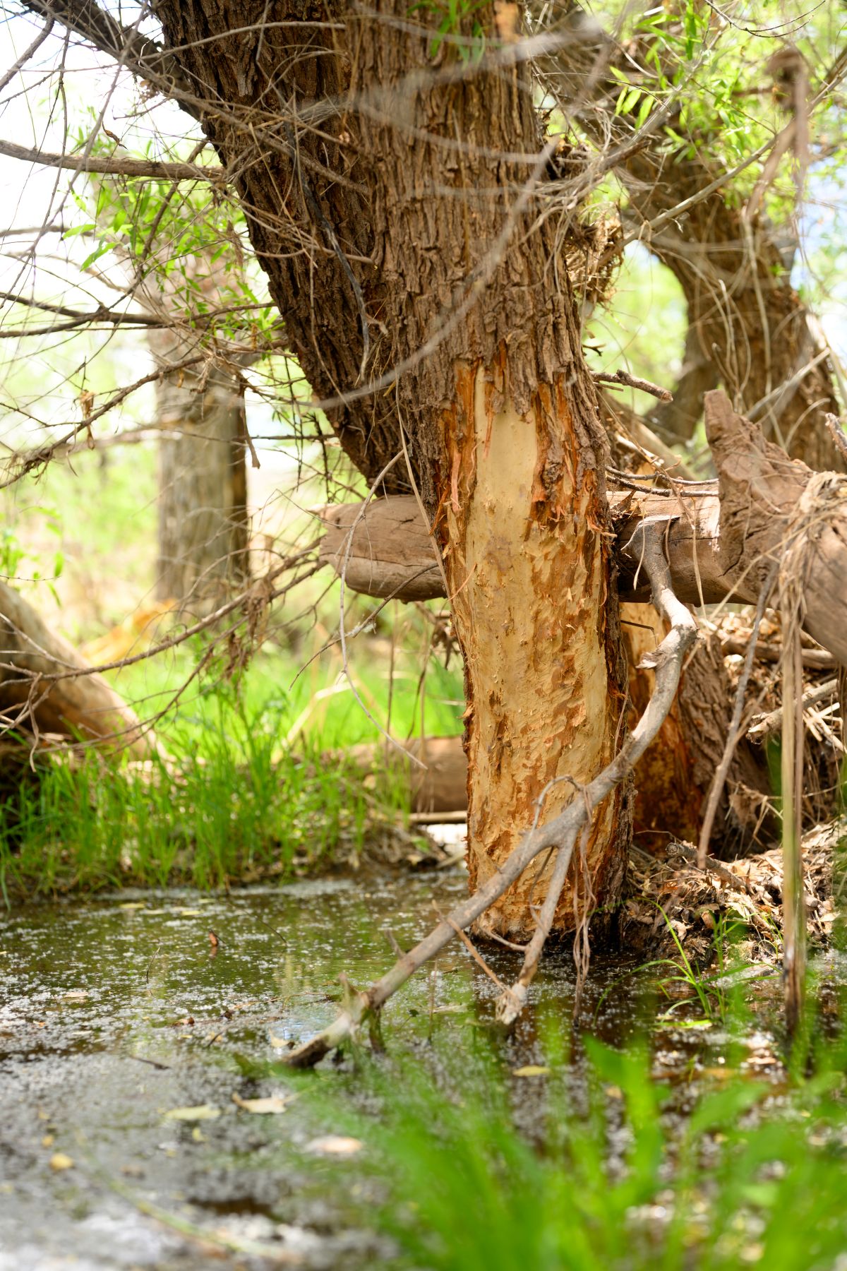 a tree right next to a creek with evidence of a beaver having chewed on it
