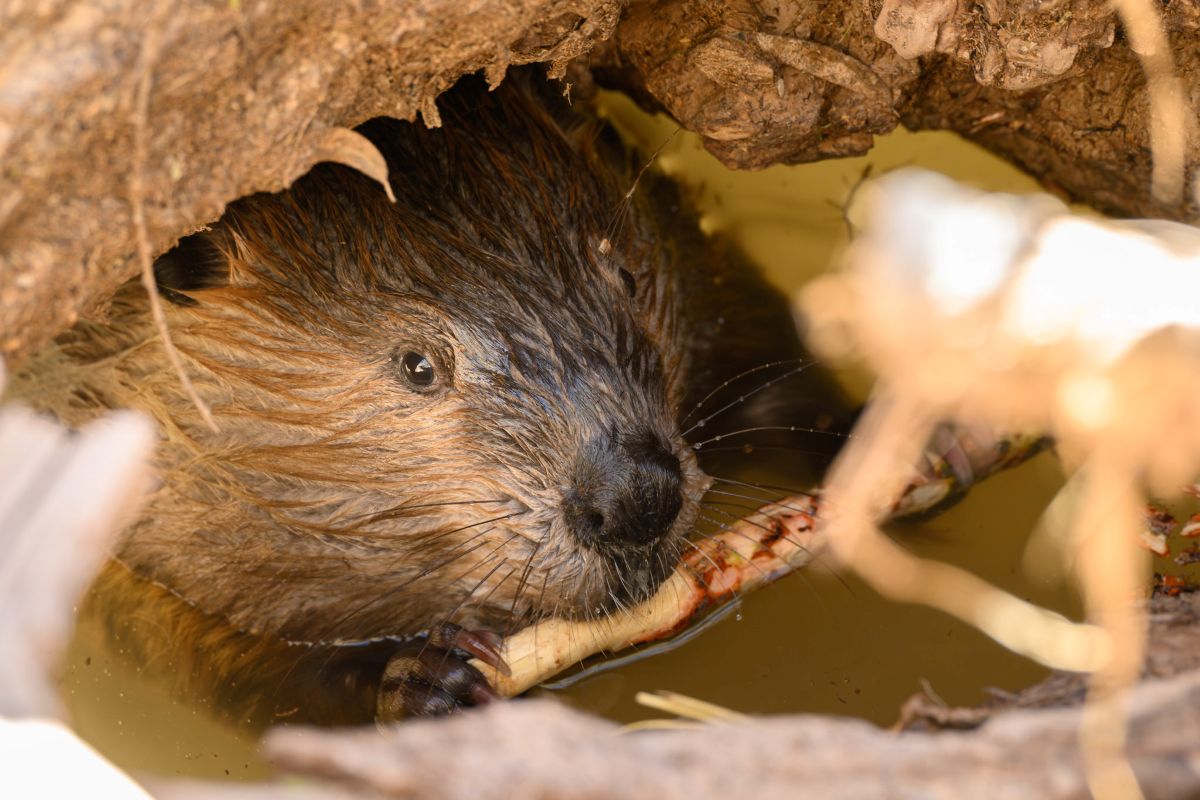 A beaver spotted in the San Pedro River munching on a stick