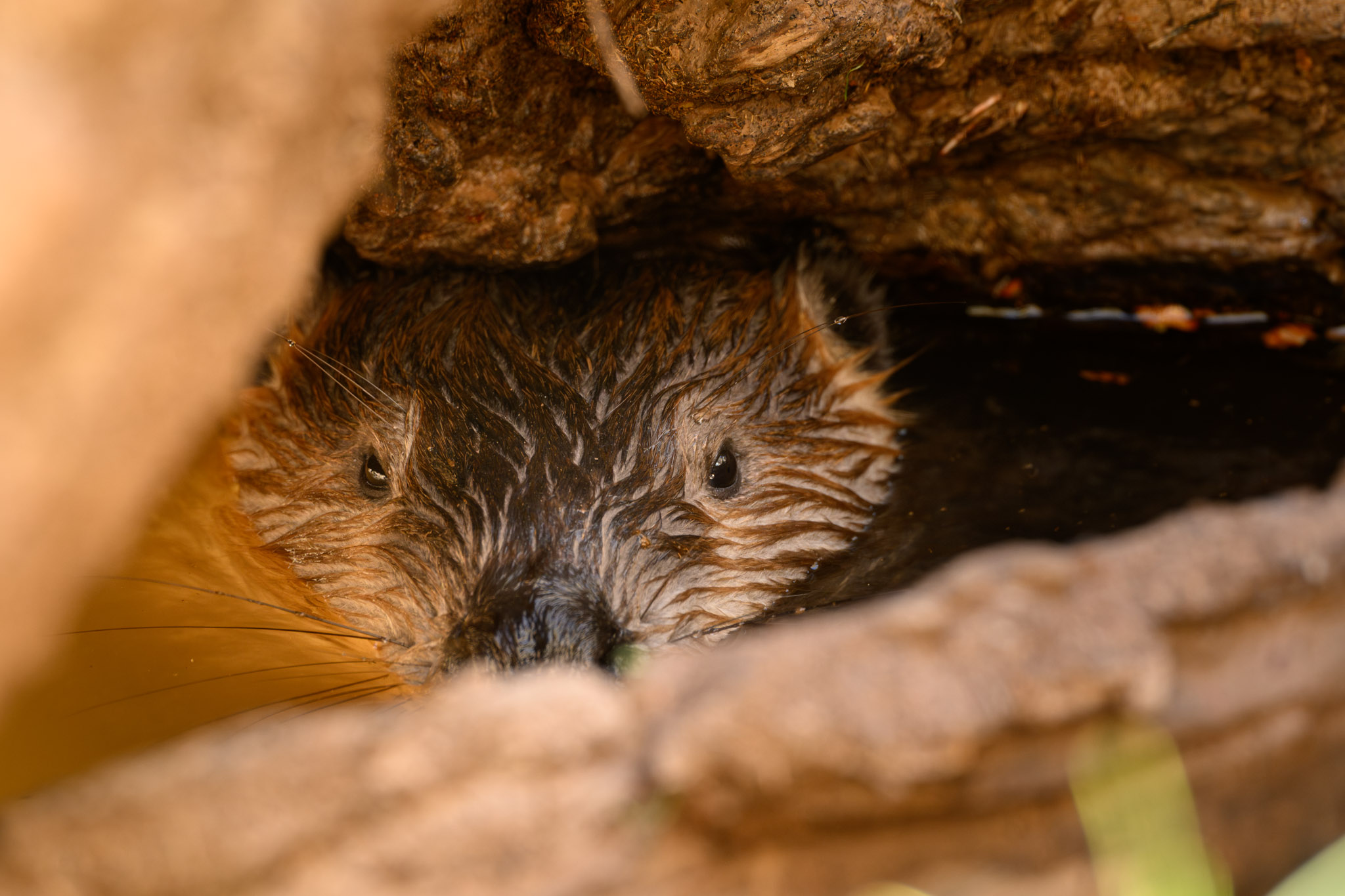 Beaver on the San Pedro River