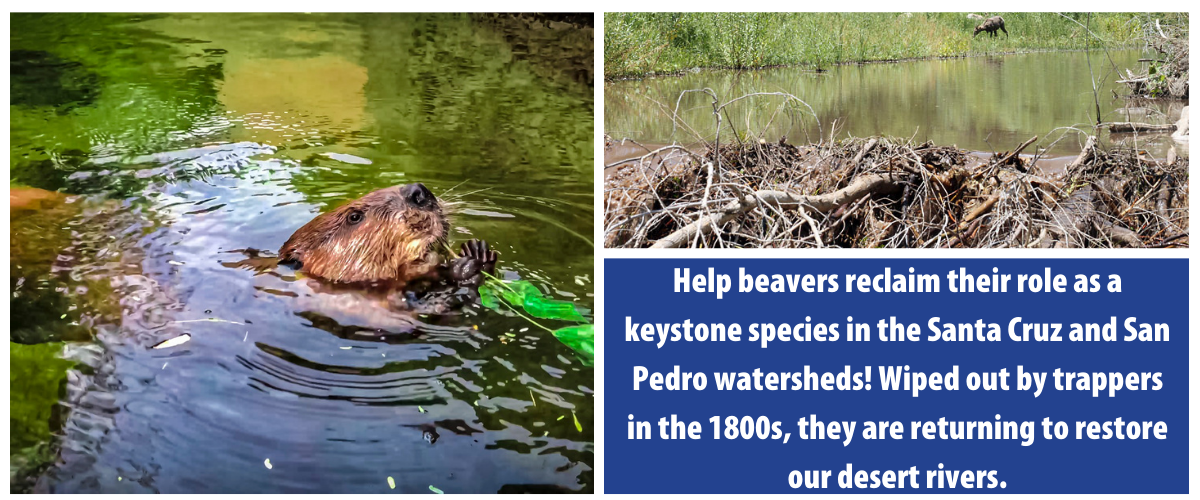 Release the Beavers Watershed Management Group
