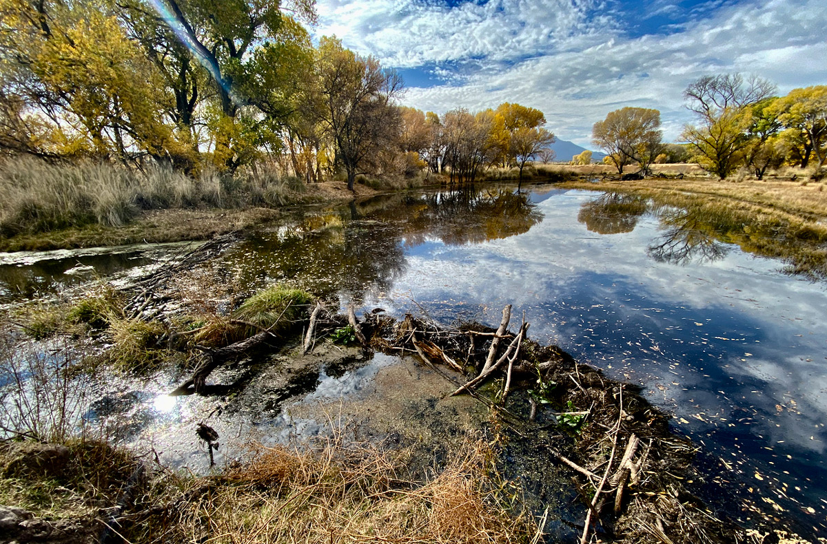 Release the Beavers! | Watershed Management Group