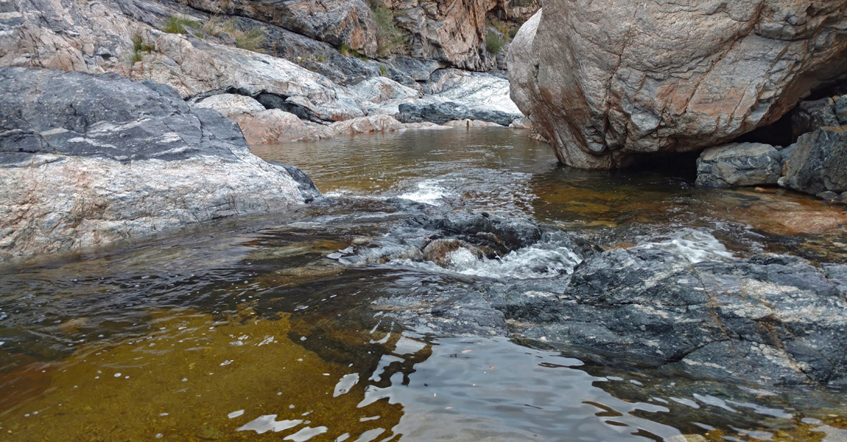 With strong community effort, we can restore Tanque Verde Creek and wildlife habitat.