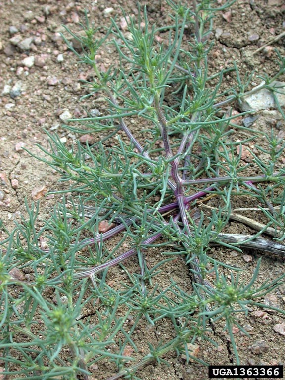 Russian Thistle Tumbleweed Salsola Targus Watershed Management Group