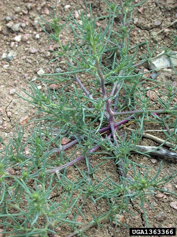 russian thistle flower