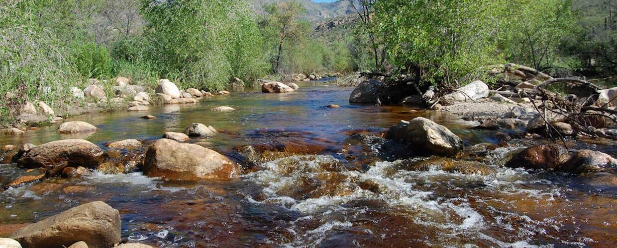 Creek with trees