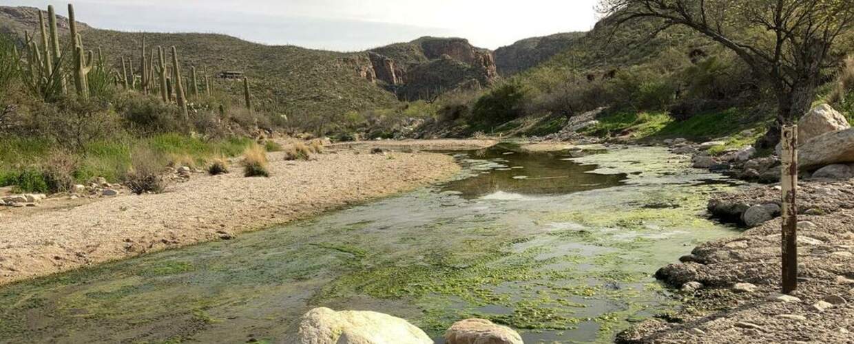 Curved creek in a desert landscape, surrounded by saguaros, algae floats in teh water, slow moving