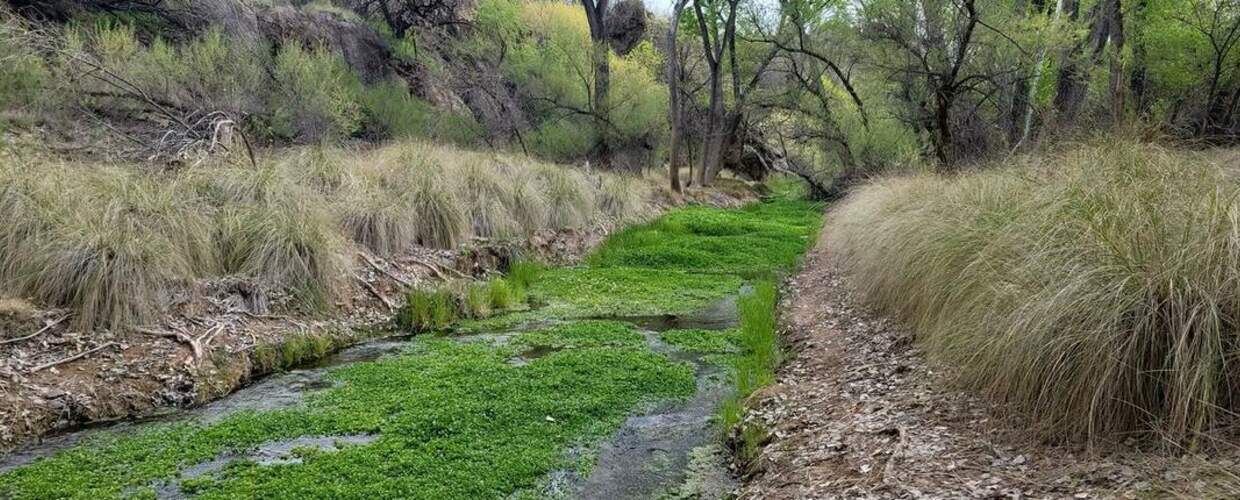 lush creek bed full of bright green vegetation and surrounded by bunch grass in a wooded area