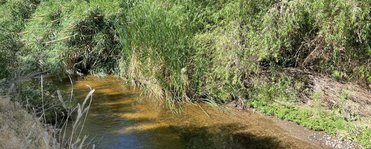 narrow creek surrounded by dense vegetation
