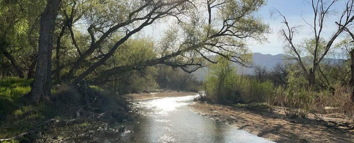 rippling creek under a large tree w grassy banks, sun, and mountains in background