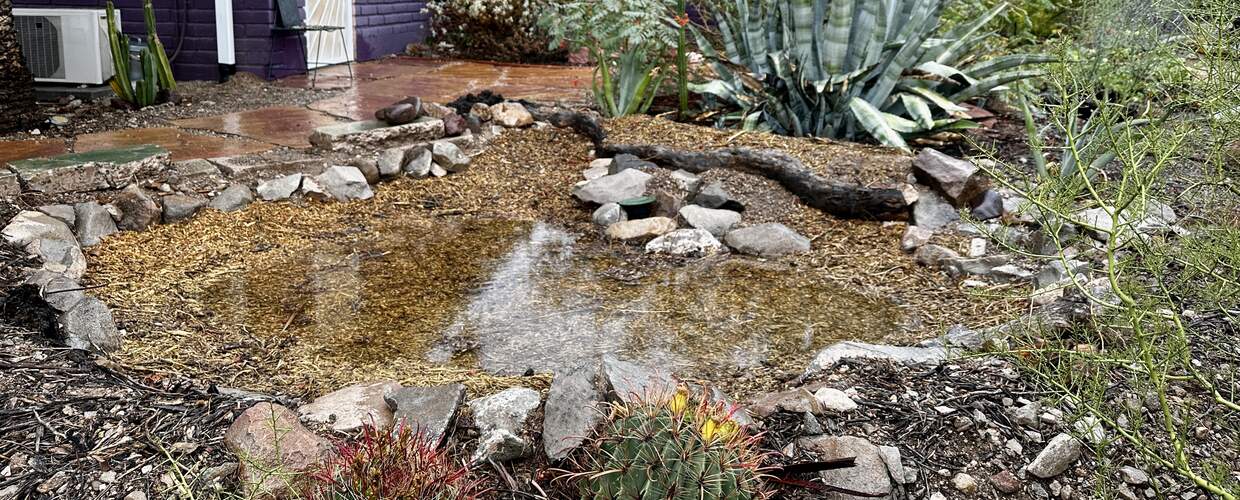 a basin full of water and surrounded by vegetation in front of a purple house