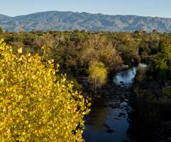  a view from above of trees and water in Sabino Canyon
