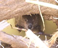 Image of beaver spotted on beaver survey