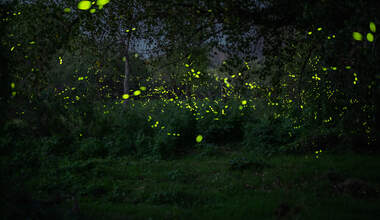 a night sky lit up by firefly flashes