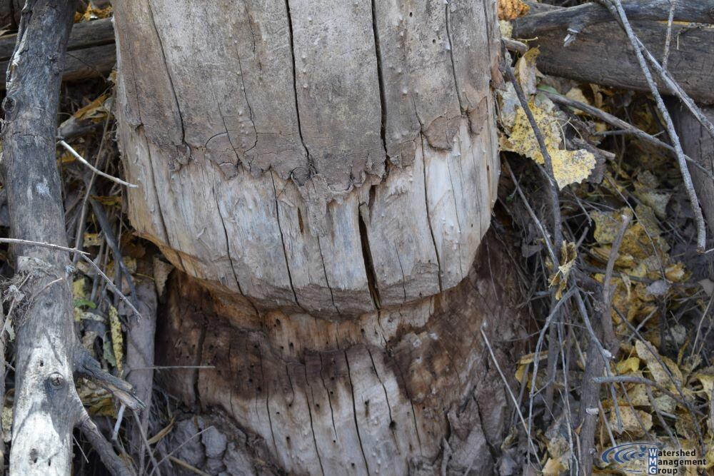 Beaver Chewed popular Short Staff