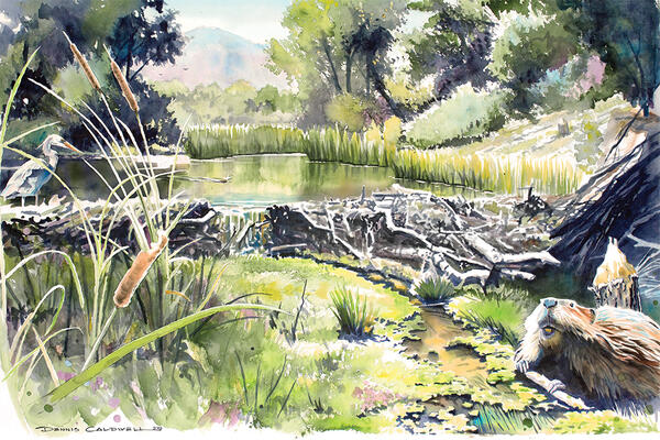 Watercolor of beaver at Ciénega Creek.