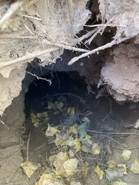 Looking down into a beaver lodge. 