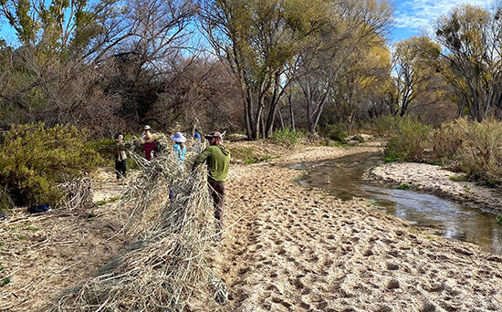 James removes Arundo at Middle Tanque Verde Creek.