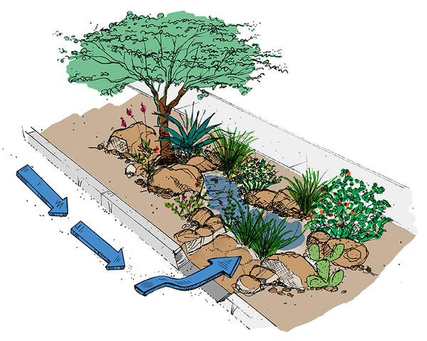 Curb cuts direct stormwater into streetside basins, or rain gardens, providing free irrigation for trees and other vegetation while reducing flooding and stormwater pollution.