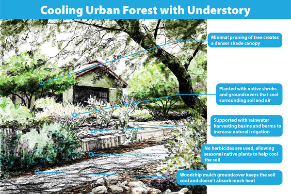 Cooling Understory Illustration