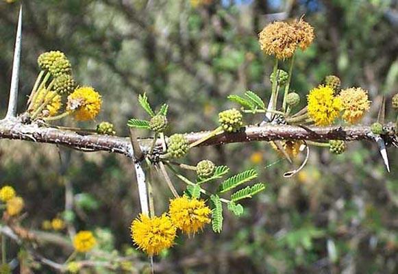 Sweet acacia, Senegalia (Acacia) farnesiana