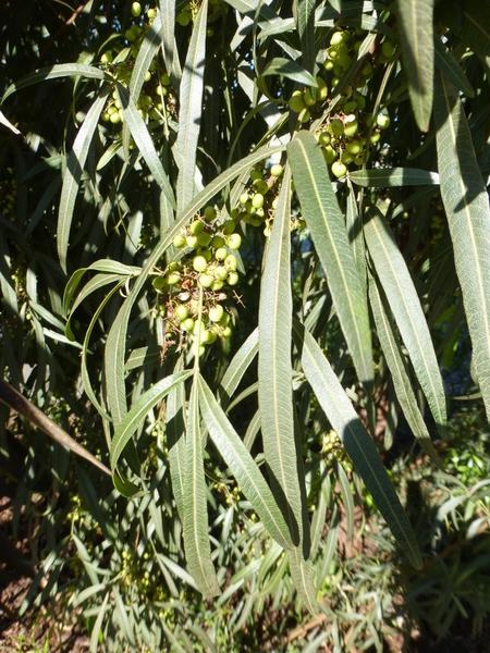 African Sumac, Rhus lancea