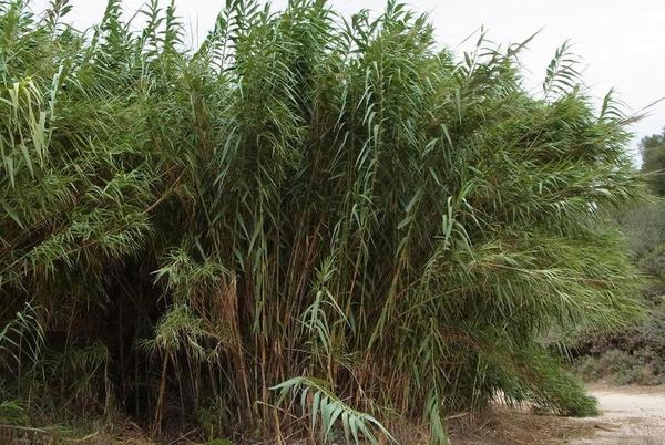 Giant Reed, Arundo donax