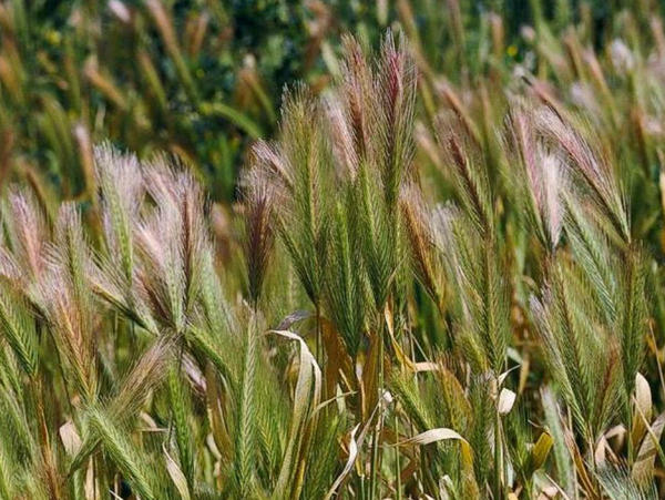 Hare Barley (Foxtail Grass), Hordeum murinum