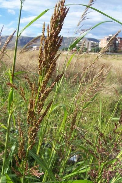 Johnsongrass, Sorghum halepense