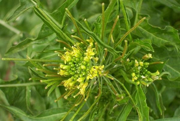 London Rocket, Sisymbrium altissimum