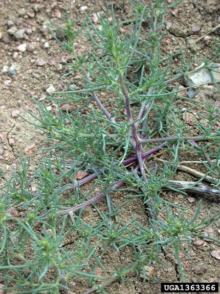 Russian-thistle (Tumbleweed), Salsola targus