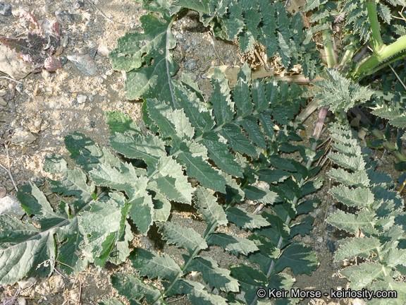 Sahara Mustard, Brassica tournefortii