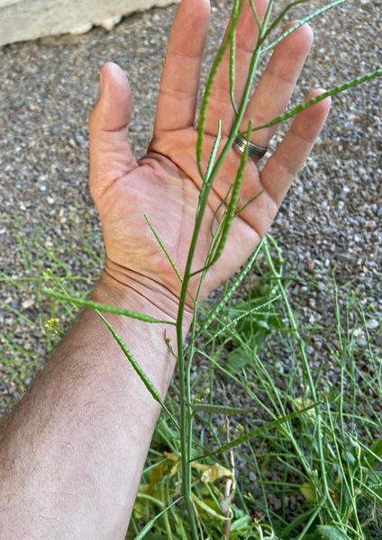 Sahara Mustard, Brassica tournefortii seed head