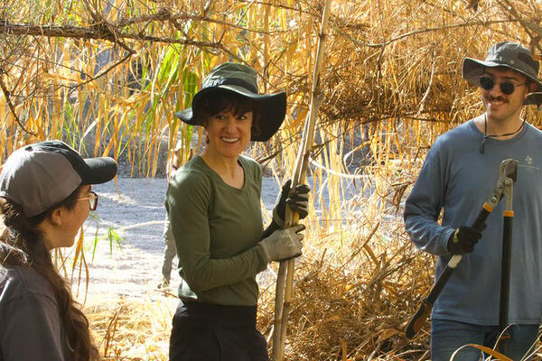 arundo removal group