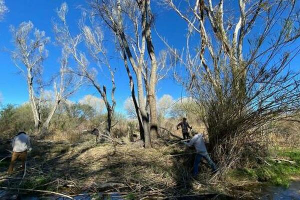 arundo removal group