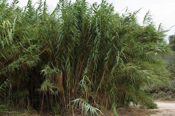 arundo plant