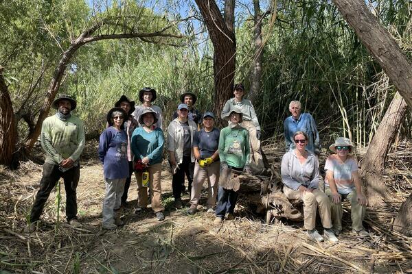 arundo group in shade