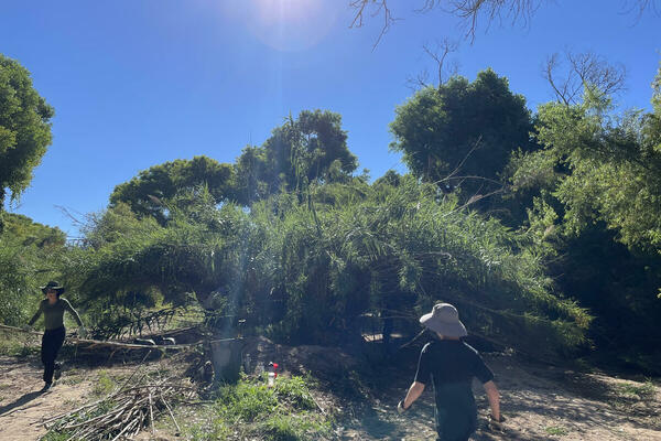 arundo removal group