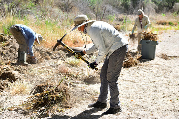 arundo removal group